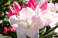 Rhododendron Grace