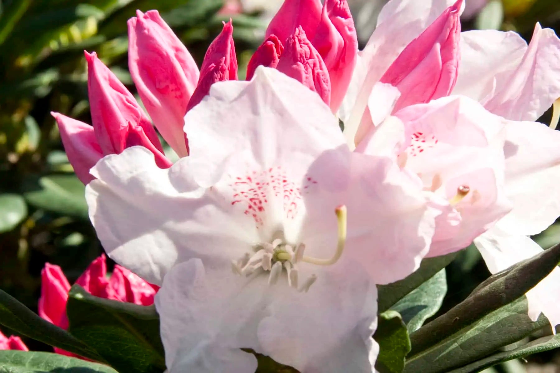 Rhododendron Grace - Ladybird Nursery