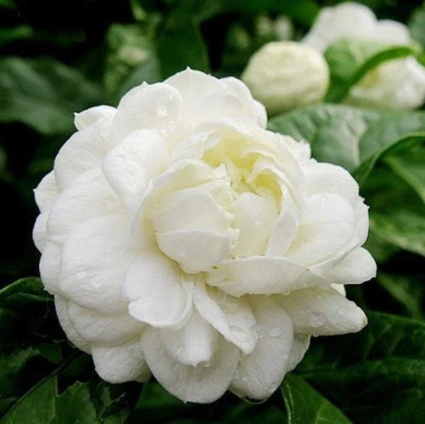Jasmine ‘Grand Duke of Tuscany’ (Jasminum sambac) - Ladybird Nursery