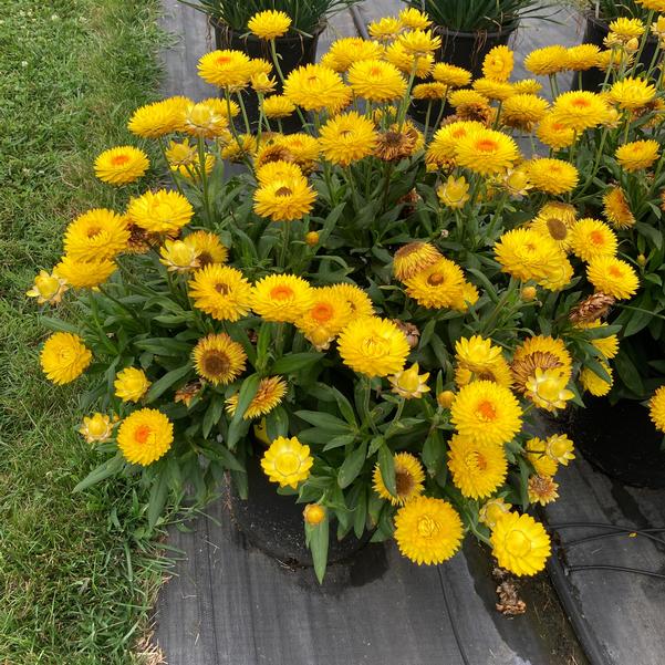 Paper Daisy Granvia (Bracteantha bracteata)