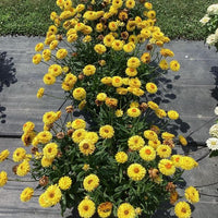 Paper Daisy Granvia (Bracteantha bracteata)