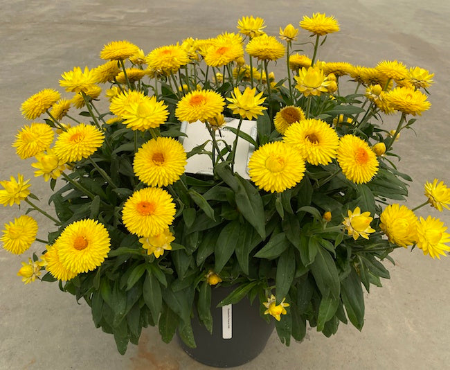 Paper Daisy Granvia (Bracteantha bracteata)