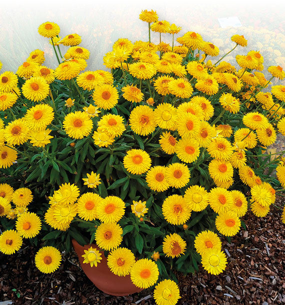 Paper Daisy Granvia (Bracteantha bracteata)