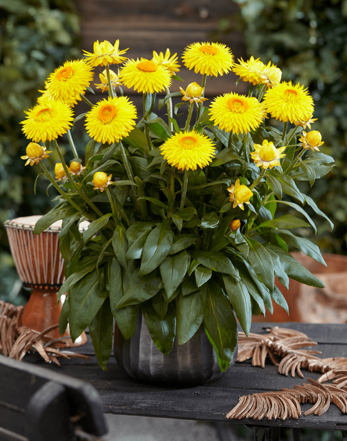 Paper Daisy Granvia (Bracteantha bracteata)