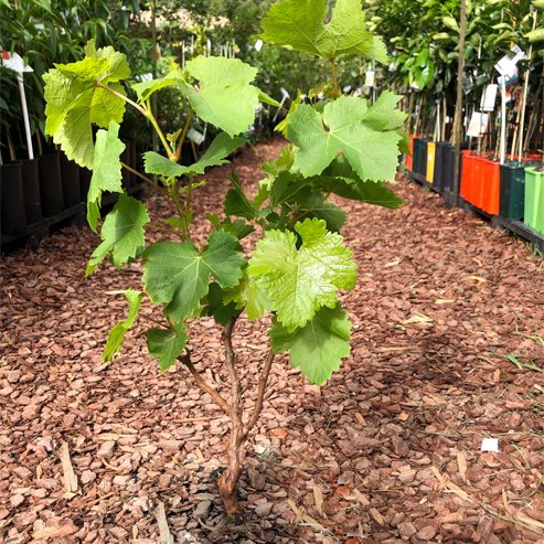 Grape 'Autumn Royal' (QLD ONLY)