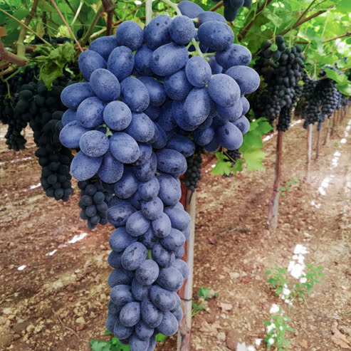 Grape 'Autumn Royal' (QLD ONLY)