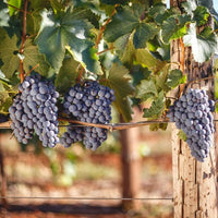 Grape 'Autumn Royal' (QLD ONLY)