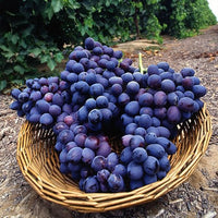 Grape 'Autumn Royal' (QLD ONLY) - Ladybird Nursery