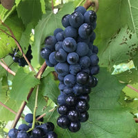 Grape Carina Currant