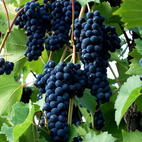 Grape Carina Currant