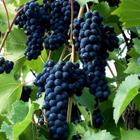 Grape Carina Currant (QLD only) - Ladybird Nursery