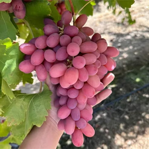 Grape 'Crimson Seedless' (QLD ONLY)
