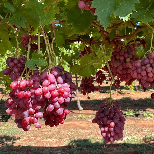 Grape 'Crimson Seedless' (QLD ONLY) 200mm pot - Ladybird Nursery