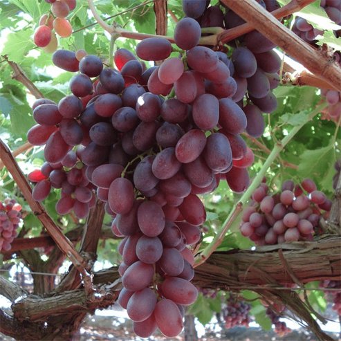 Clinton Grape Grape 'Crimson Seedless' Fruit Tree – Buy Now! – Ladybird Nursery