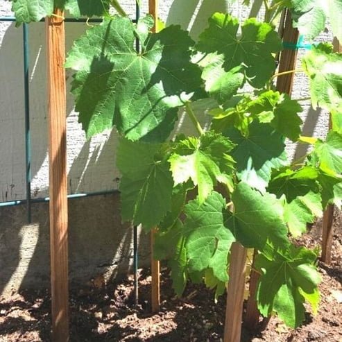 Grape 'Flame Seedless' (QLD ONLY) - Medium - Ladybird Nursery