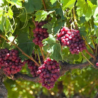 Grape 'Flame Seedless' (QLD ONLY) - Medium - Ladybird Nursery