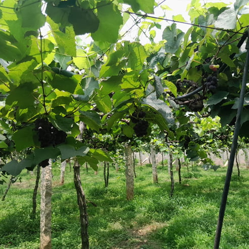 Grape Isabella Black (QLD ONLY)