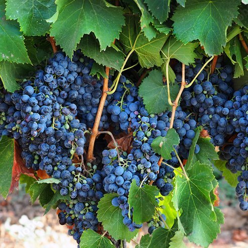 Grape Isabella Black (QLD ONLY) - Ladybird Nursery