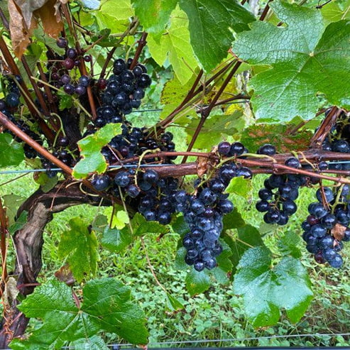 Grape Isabella Black (QLD ONLY)