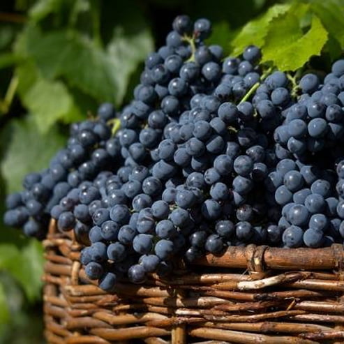 Grape Isabella Black (QLD ONLY)