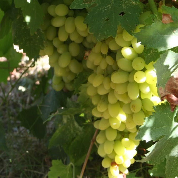 Grape 'White Muscat' (QLD ONLY) - Medium - Ladybird Nursery