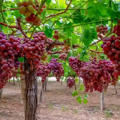 Grape 'Red Globe' (QLD ONLY)