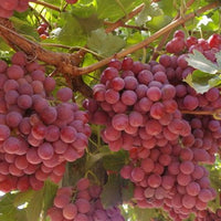 Grape 'Red Globe' (QLD ONLY)