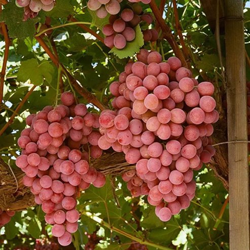 Grape 'Red Globe' (QLD ONLY)