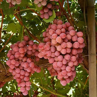 Grape 'Red Globe' (QLD ONLY)
