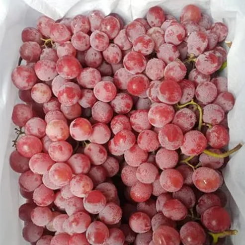 Grape 'Red Globe' (QLD ONLY)