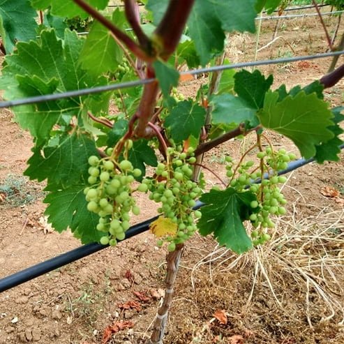 Grape Sun Muscat (Qld only) - Ladybird Nursery