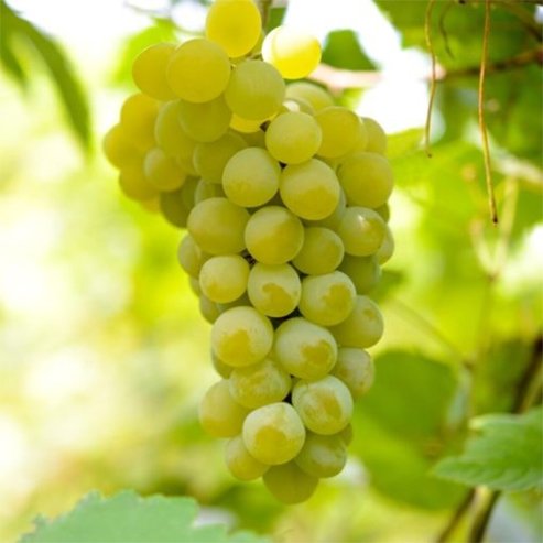 Grape Sun Muscat (Qld only) - Ladybird Nursery