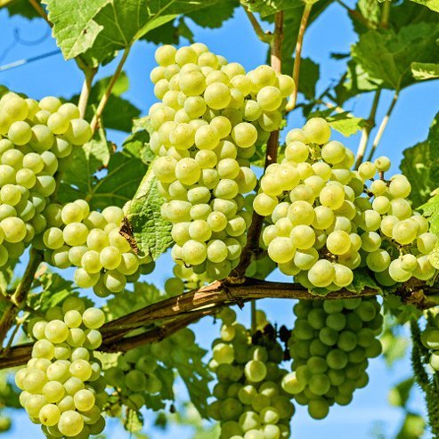 Grape Sun Muscat (Qld only) - Ladybird Nursery