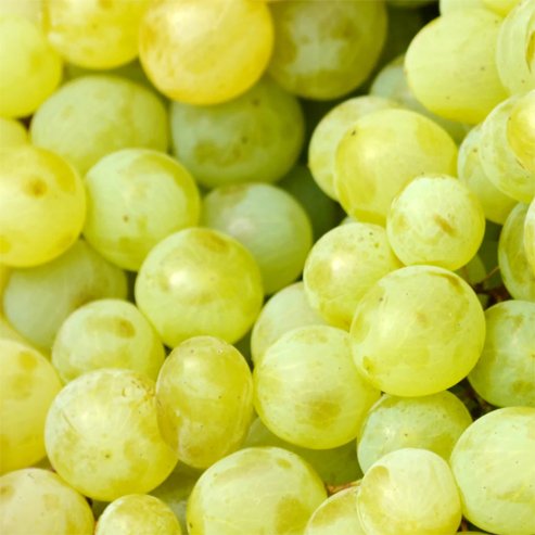 Grape Sun Muscat (Qld only) - Ladybird Nursery