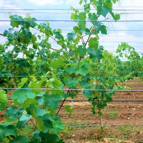 Grape 'Thompson Seedless' Fruit Tree – Buy Now! – Ladybird Nursery