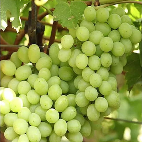 Grape Thompson Seedless (Sultana) QLD ONLY