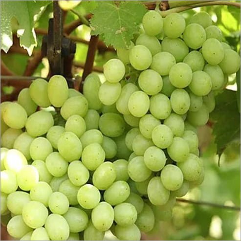 Grape Thompson Seedless (Sultana) QLD ONLY - Ladybird Nursery