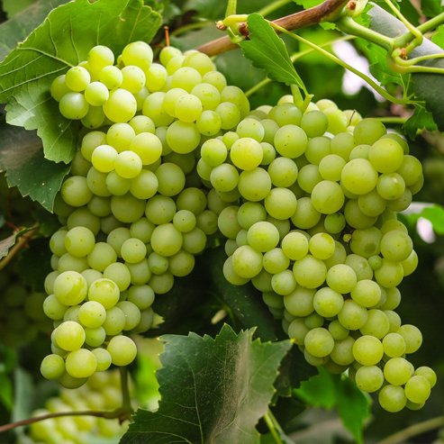 Grape Thompson Seedless (Sultana) QLD ONLY
