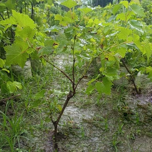 Grape Waltham Cross (QLD only) - Ladybird Nursery