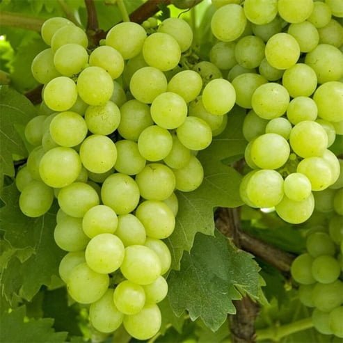 Grape Waltham Cross (QLD only) - Ladybird Nursery