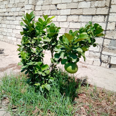 Grapefruit Marsh (QLD Only)