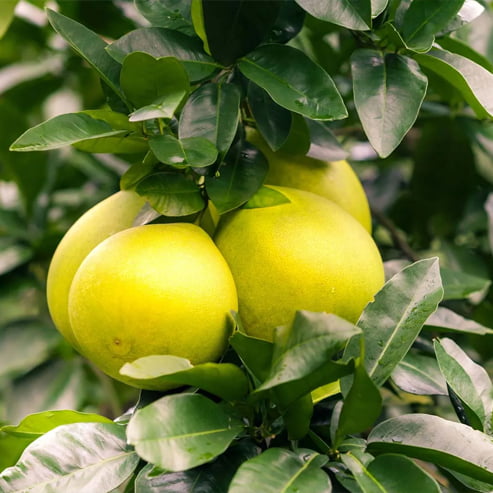 Grapefruit Marsh (QLD Only)