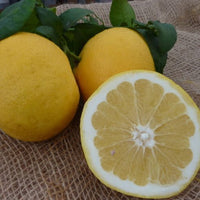 Grapefruit Marsh (QLD Only) - Ladybird Nursery