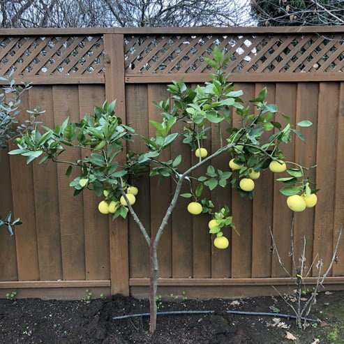 Grapefruit Oro Blanco (QLD Only) - Ladybird Nursery