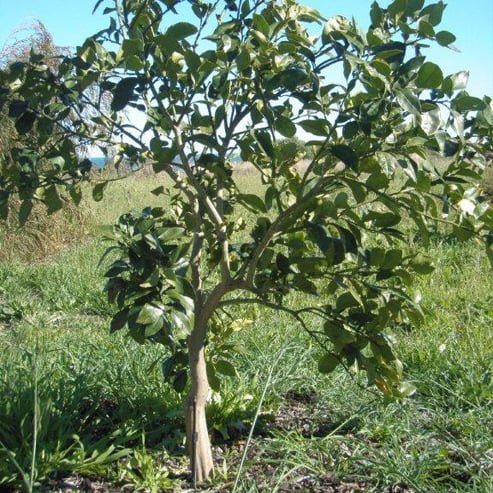 Grapefruit Star Ruby (QLD Only) - Ladybird Nursery