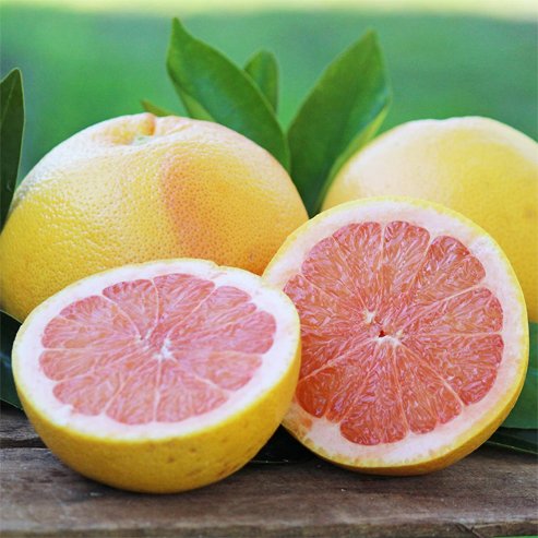 Dwarf Grapefruit Star Ruby (QLD Only)