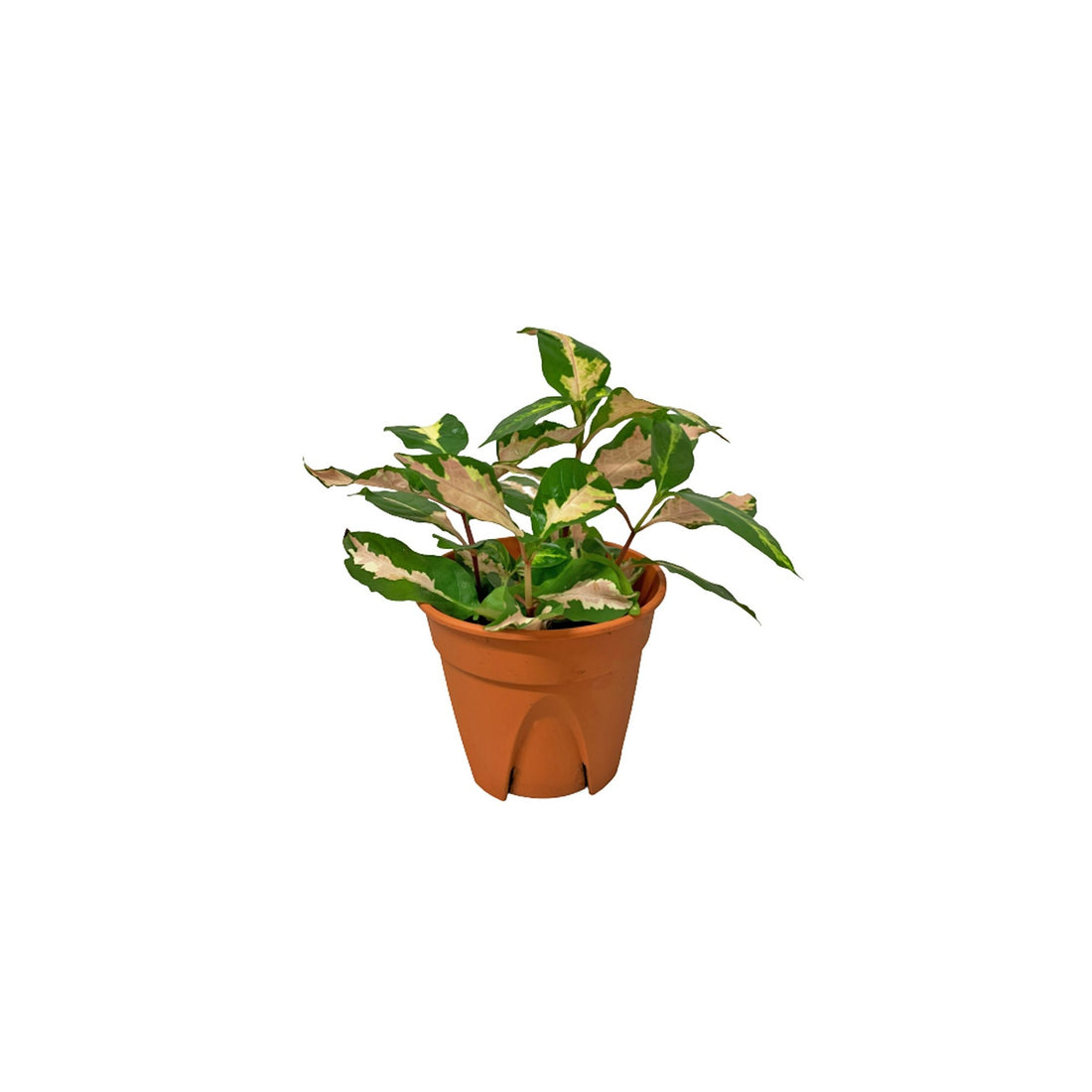 Caricature Plant (Graptophyllum pictum) - Ladybird Nursery