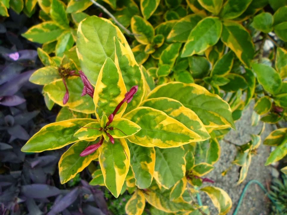 Caricature Plant aurea variegata (Graptophyllum pictum)