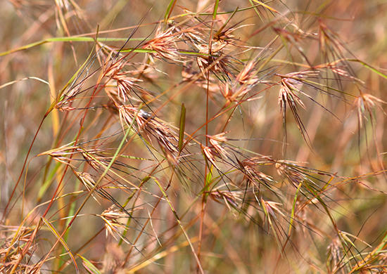 Red Grass (Themeda triandra)