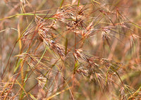 Red Grass (Themeda triandra) - Ladybird Nursery